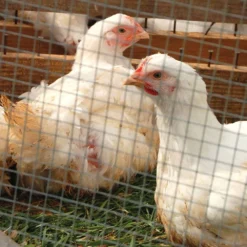 Garden Zone Cage Welded Wire 1/2 In. X 1 In. 16 Ga. -FENCING Sales 1008168 new 4